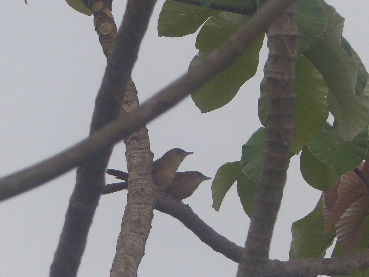 Plain Thornbird - ML633061848