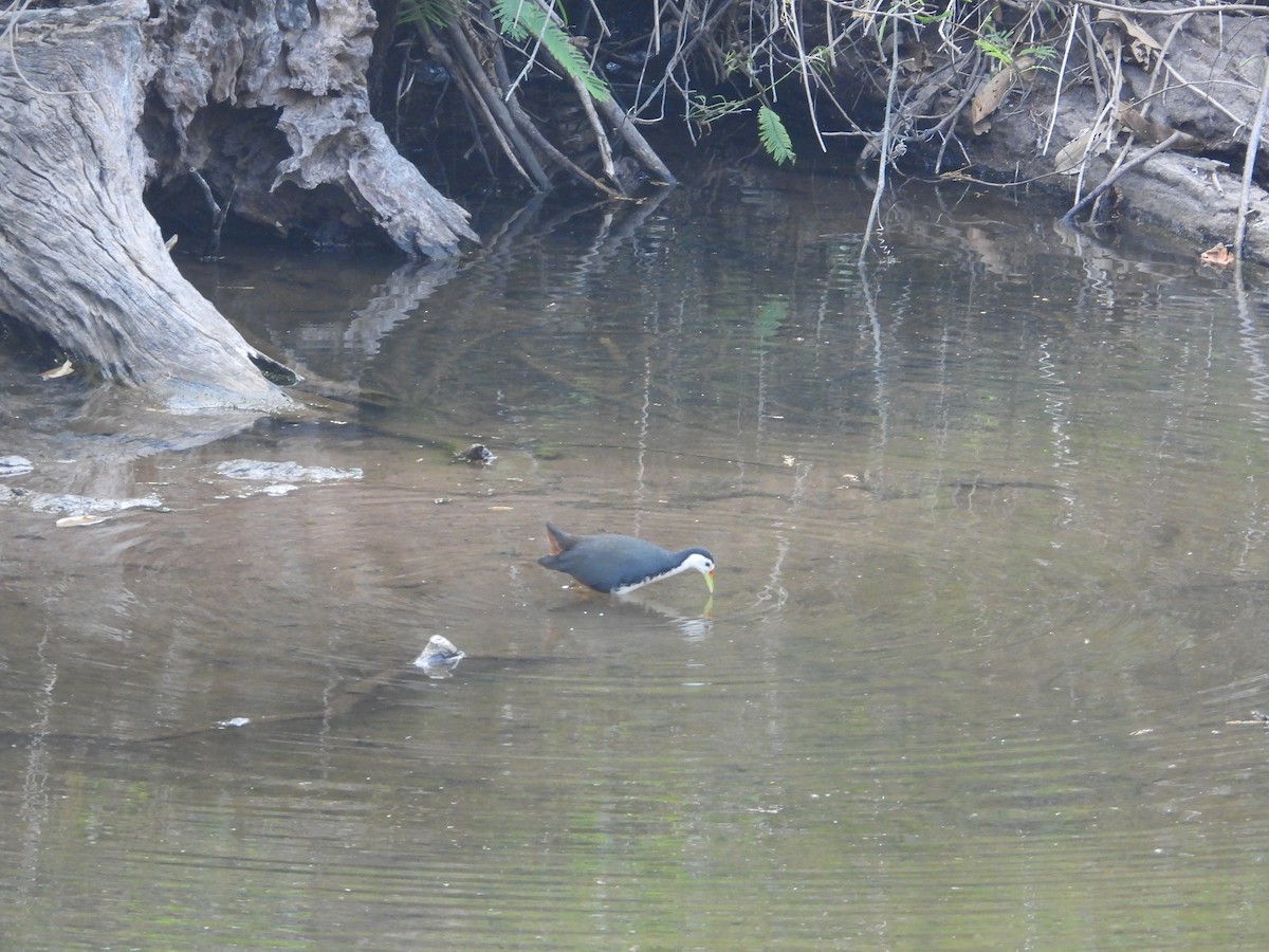 White-breasted Waterhen - ML633061971