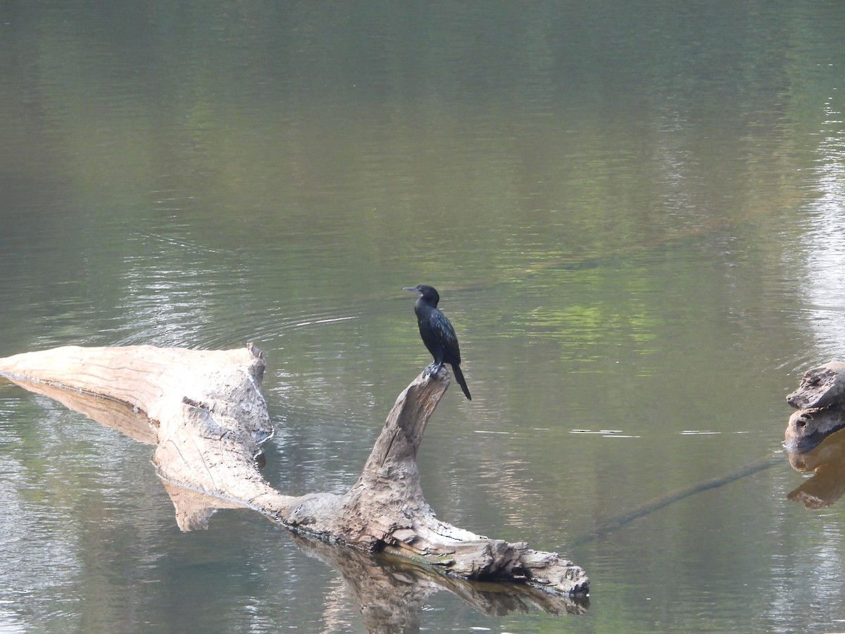 Little Cormorant - ML633061973