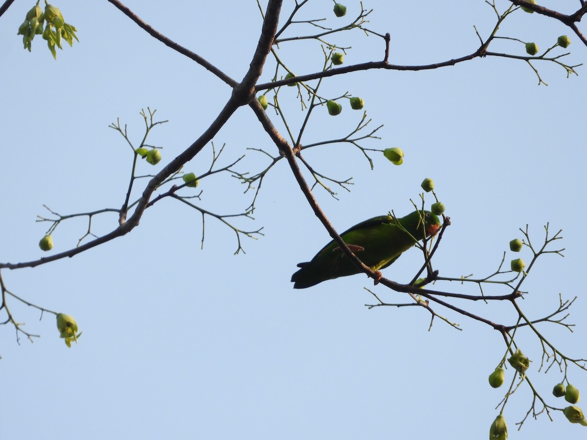 Vernal Hanging-Parrot - ML633061974