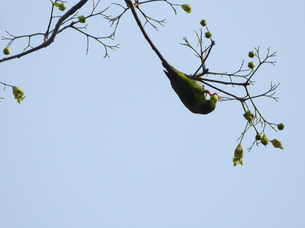 Vernal Hanging-Parrot - ML633061975