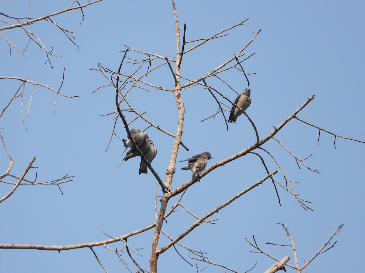 Ashy Woodswallow - ML633061978