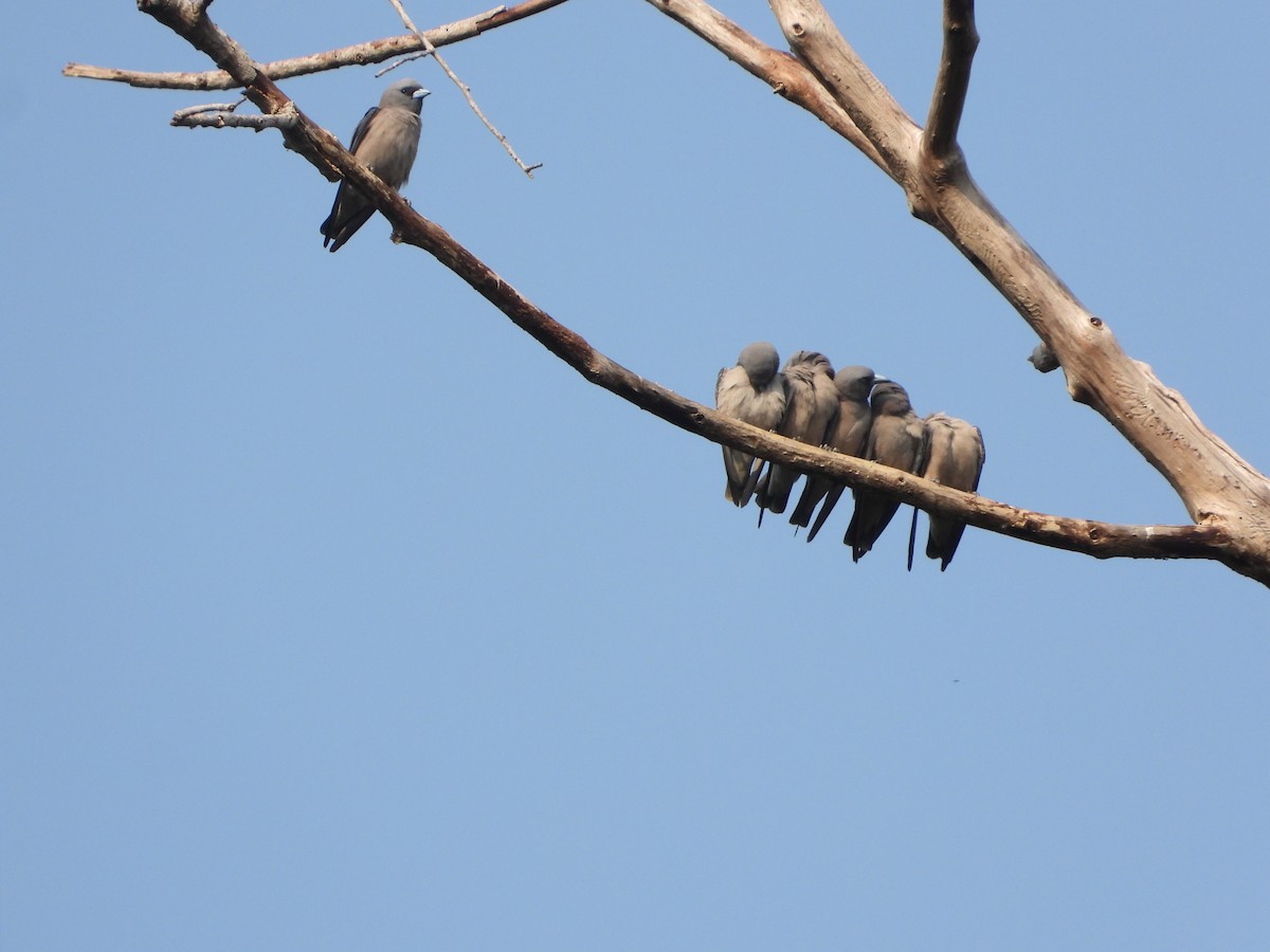 Ashy Woodswallow - ML633061979