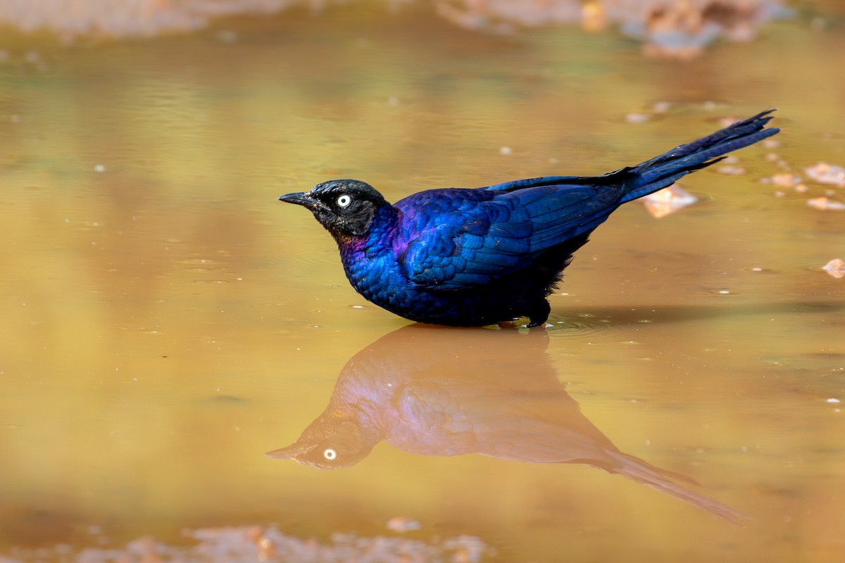 leskoptev proužkoocasá - ML633061992