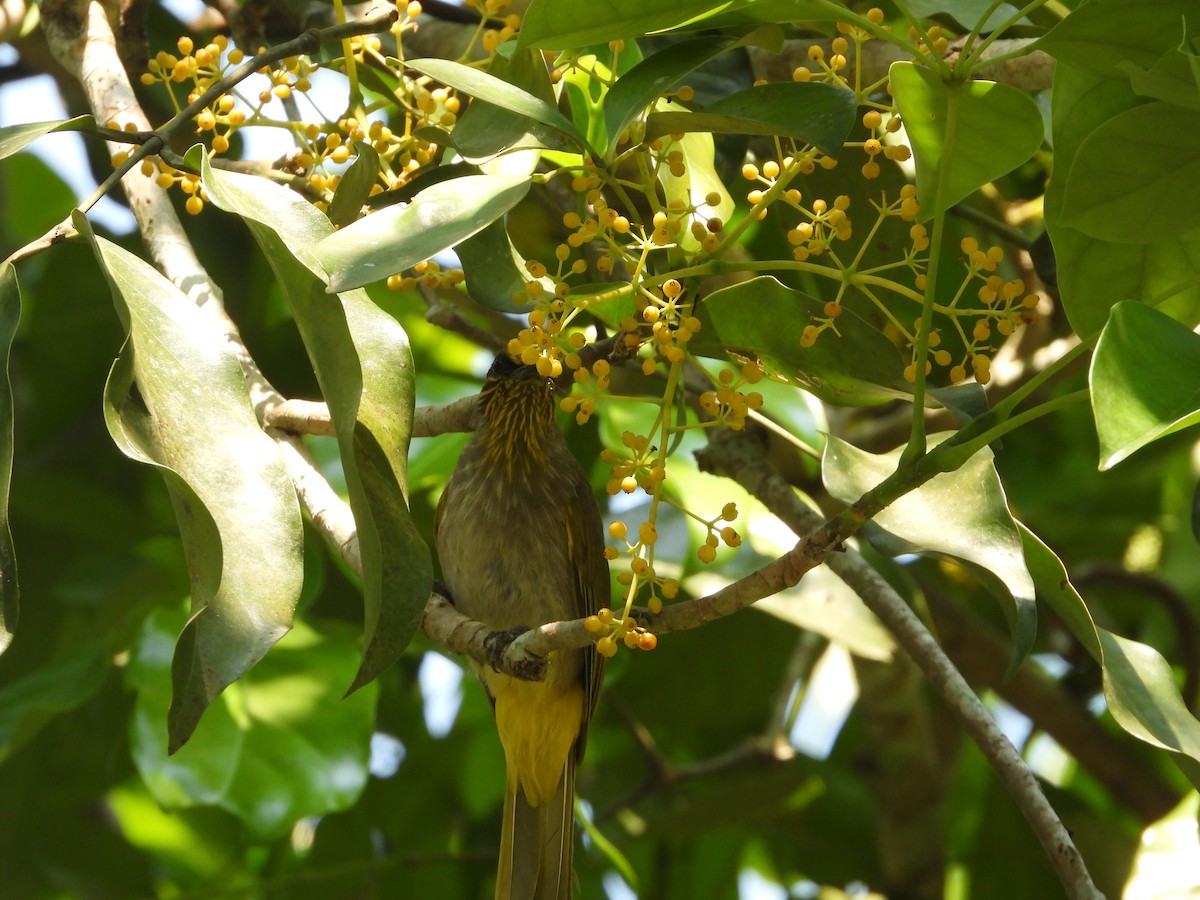 Stripe-throated Bulbul - ML633062029