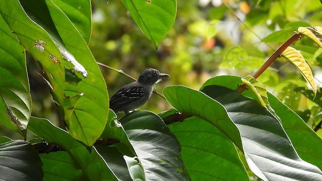 Black-crowned Antshrike - ML633062073