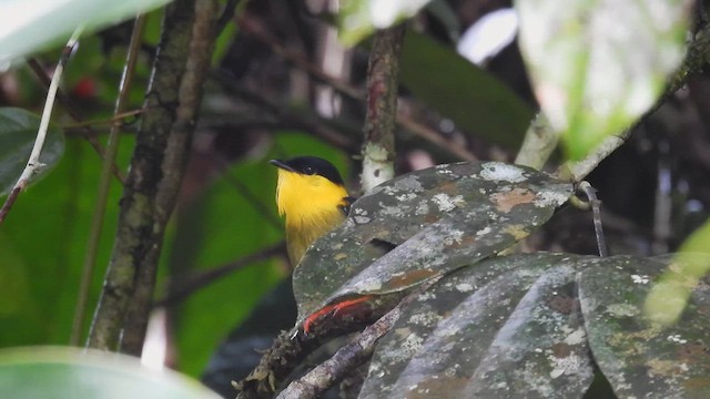 Golden-collared Manakin - ML633062105