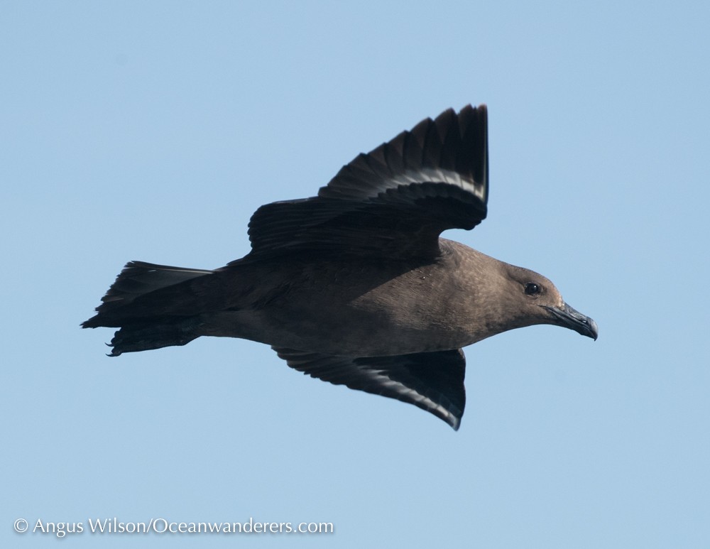 South Polar Skua - ML63306211