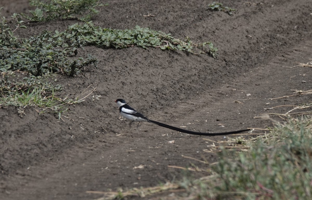 Pin-tailed Whydah - ML633062164