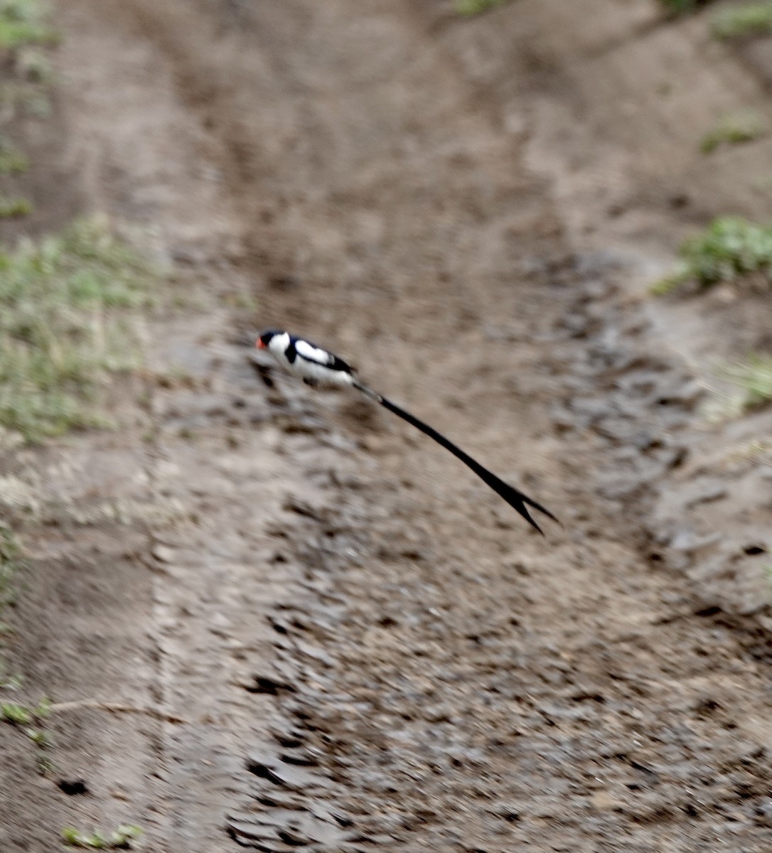 Pin-tailed Whydah - ML633062165