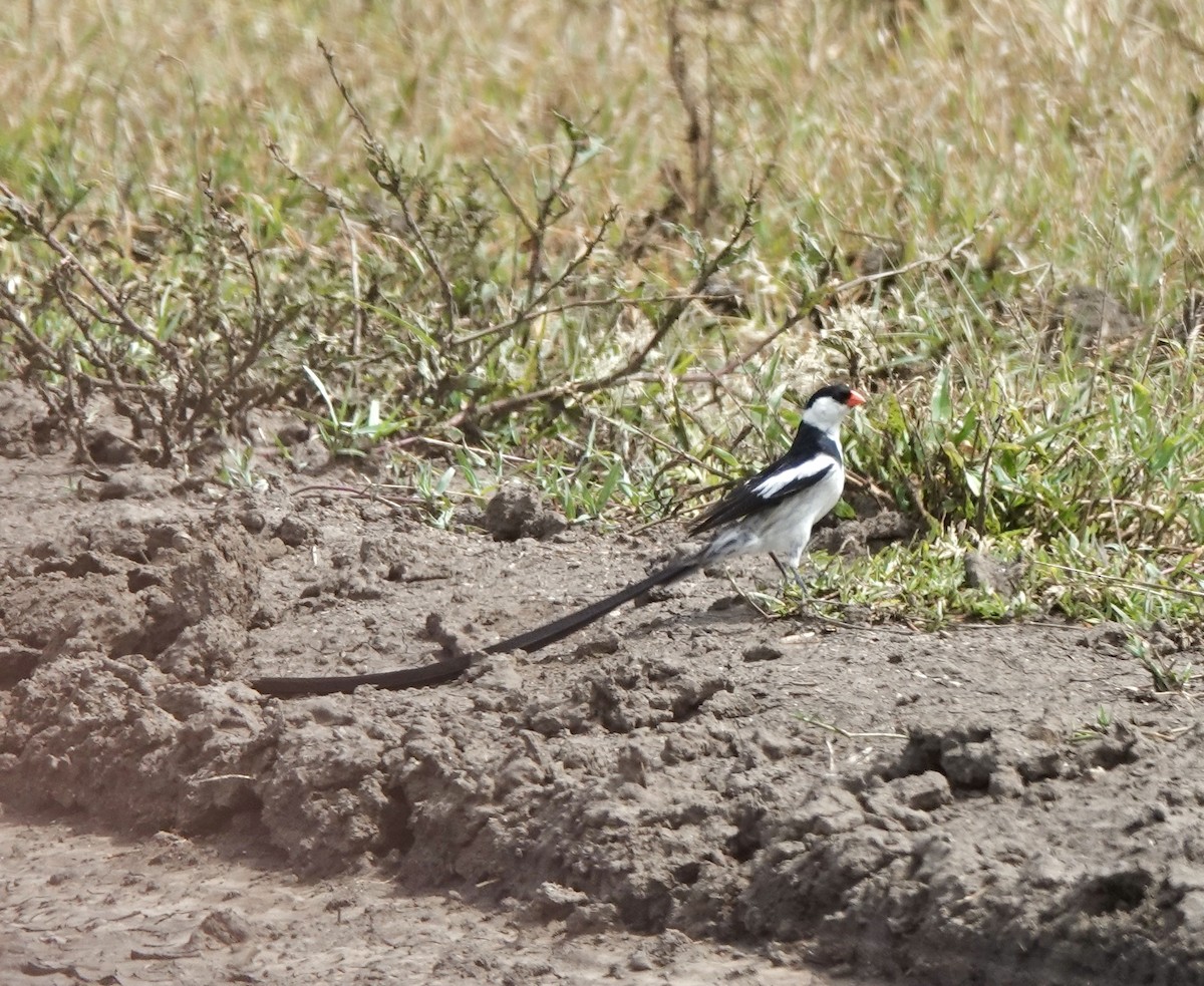 Pin-tailed Whydah - ML633062166