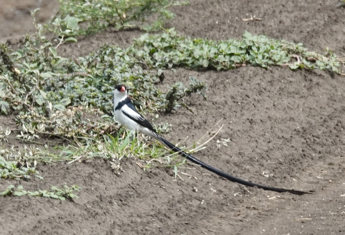 Pin-tailed Whydah - ML633062167