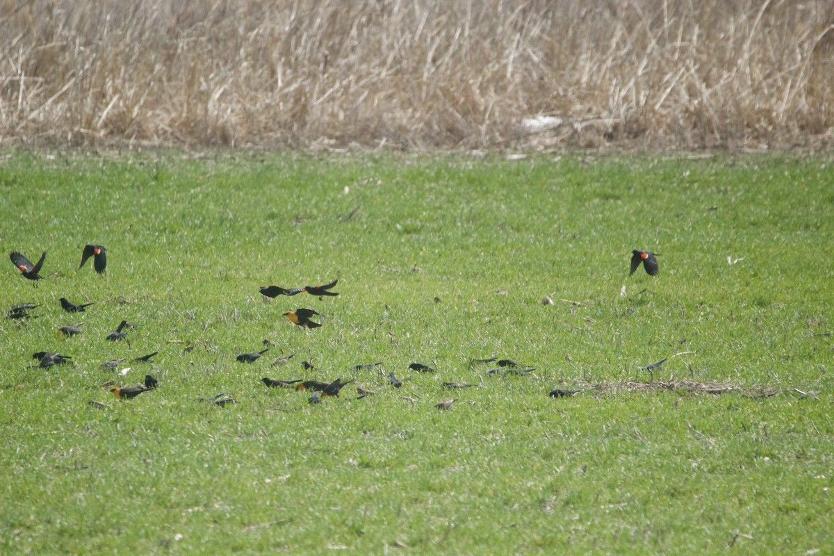 Yellow-headed Blackbird - ML633062204