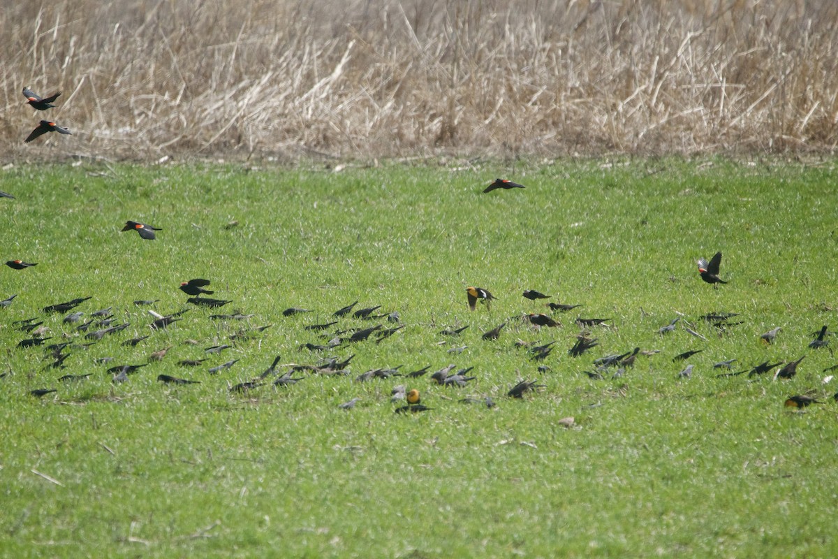 Yellow-headed Blackbird - ML633062205