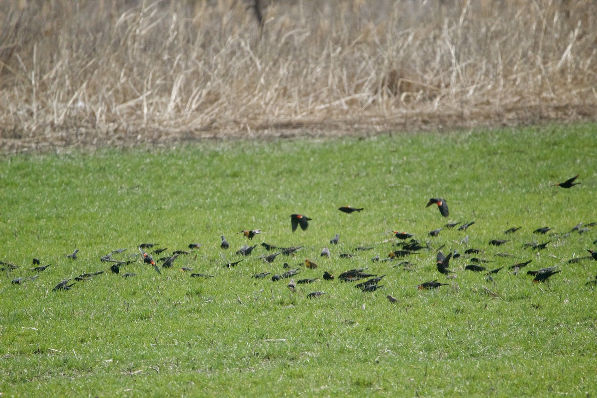 Yellow-headed Blackbird - ML633062206