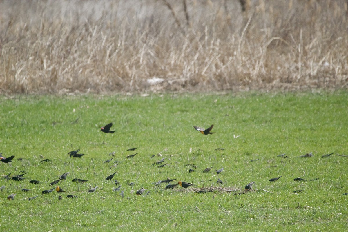 Yellow-headed Blackbird - ML633062207