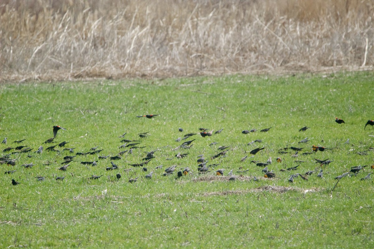 Yellow-headed Blackbird - ML633062208