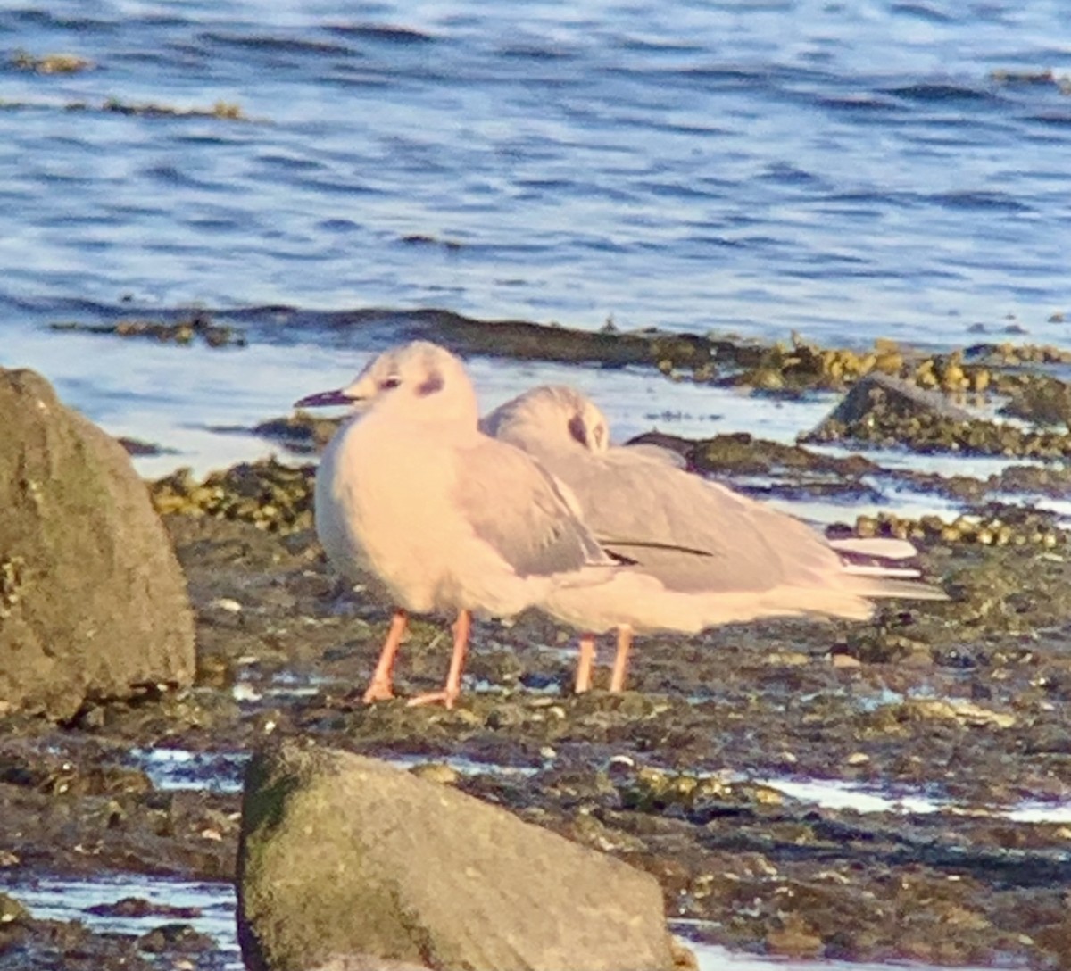 Bonaparte's Gull - ML633062281