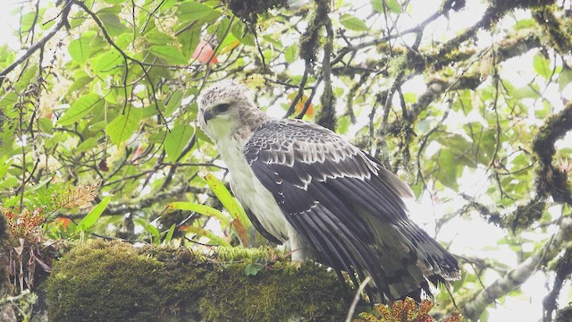 Black-and-chestnut Eagle - ML633062405