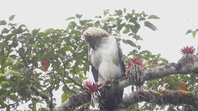 Black-and-chestnut Eagle - ML633062420
