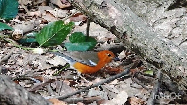 Orange-headed Thrush (Orange-headed) - ML633062512