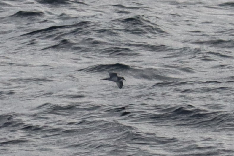 Antarctic Prion - ML633062658