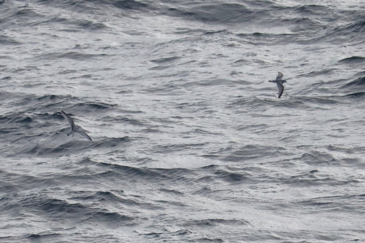 Antarctic Prion - ML633062659