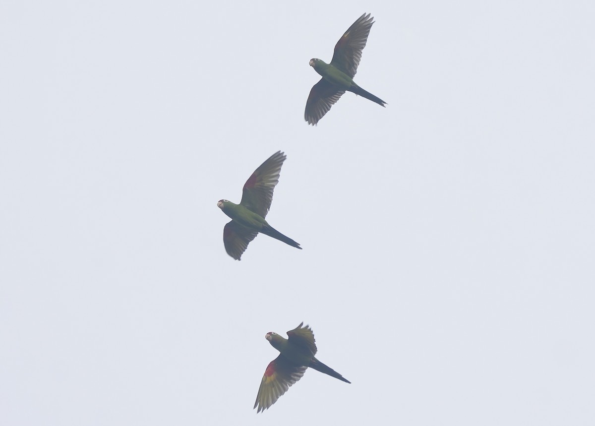 Crimson-fronted Parakeet - ML633062662