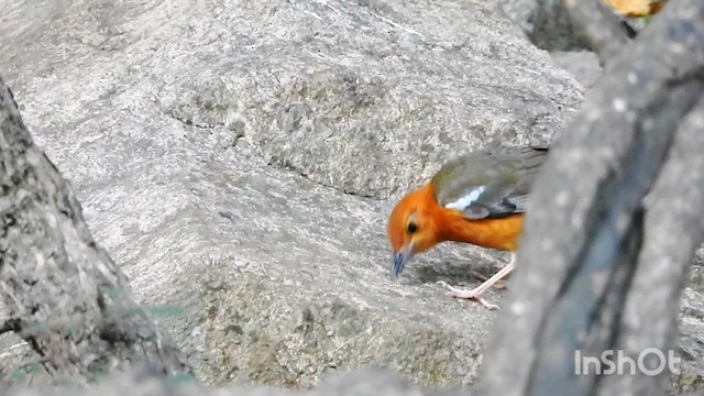 Orange-headed Thrush (Orange-headed) - ML633062672