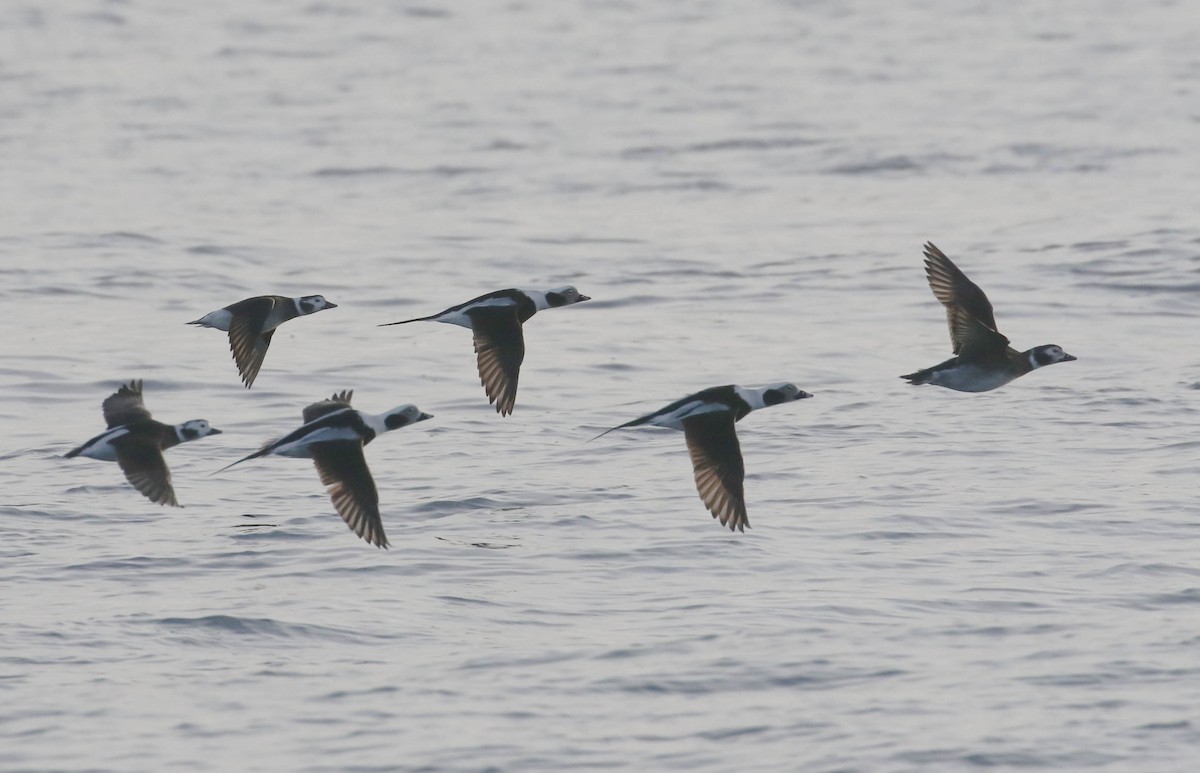 Long-tailed Duck - ML633062869