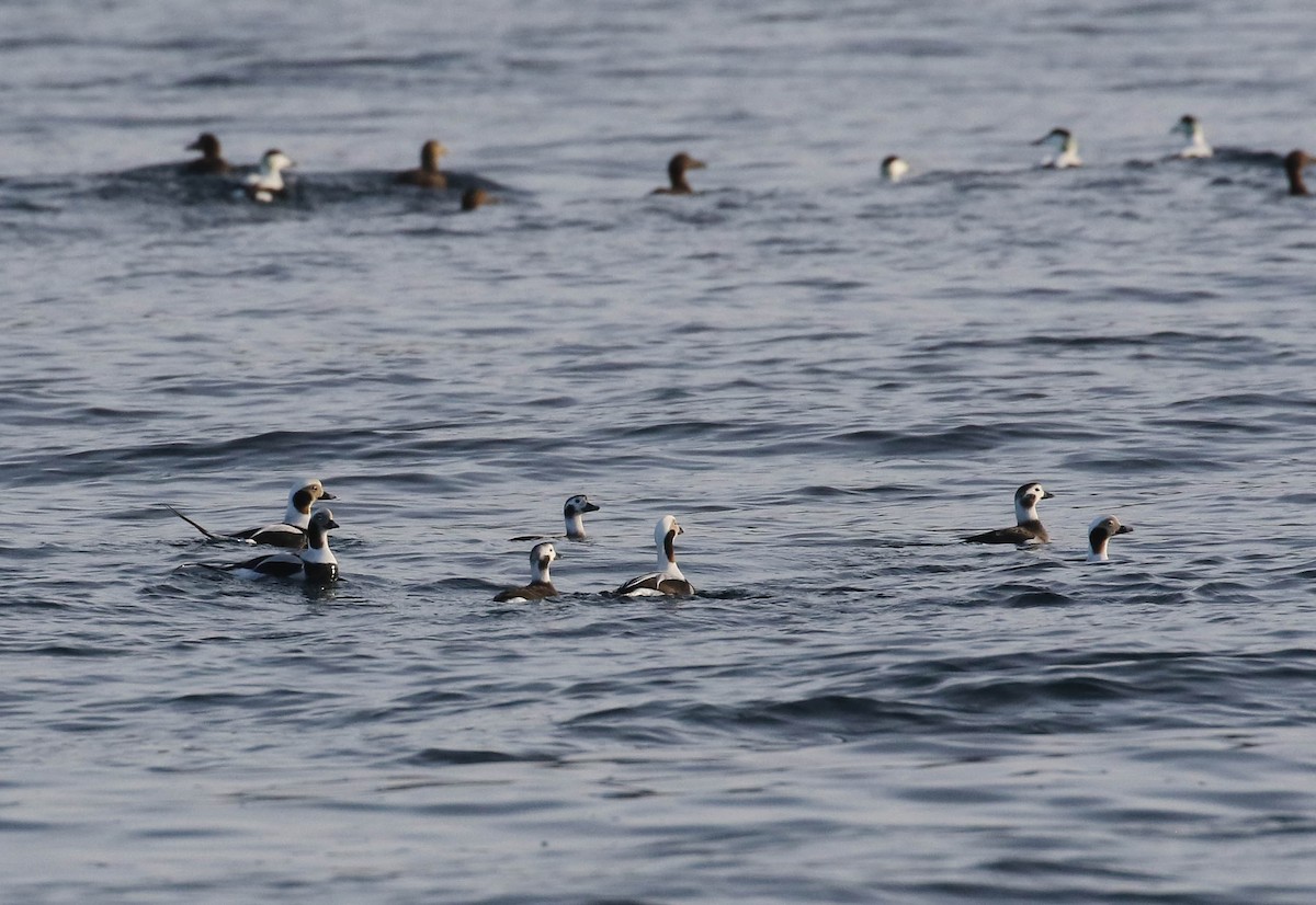 Long-tailed Duck - ML633062874