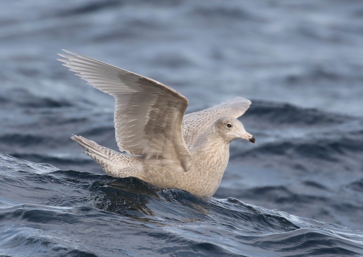 Glaucous Gull - ML633062882