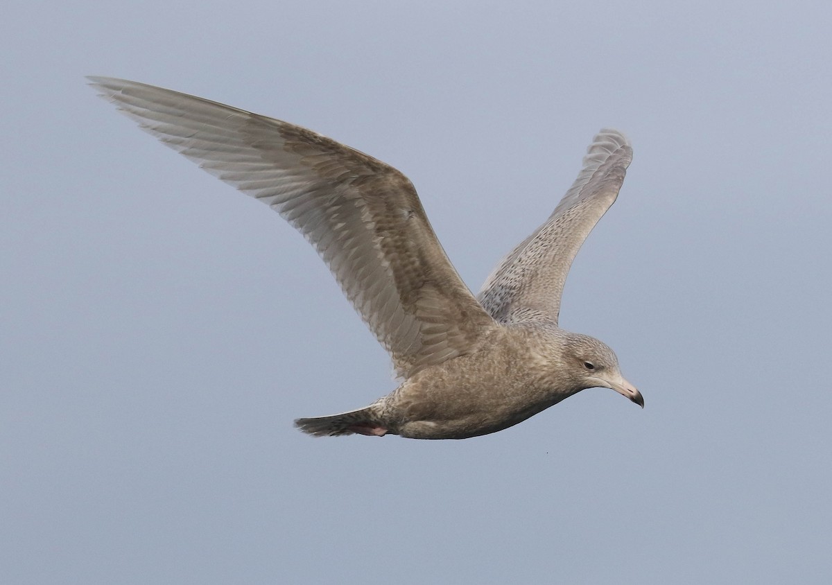 Glaucous Gull - ML633062883