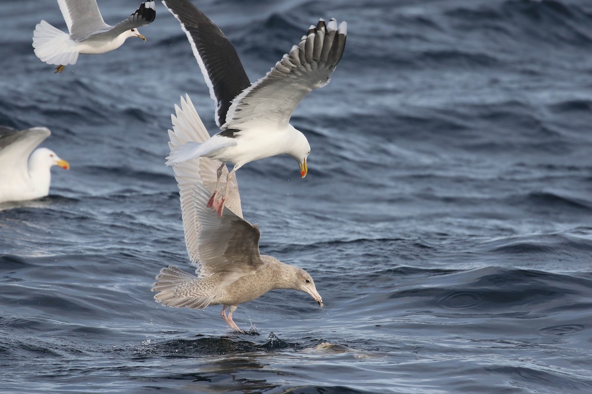 Glaucous Gull - ML633062884