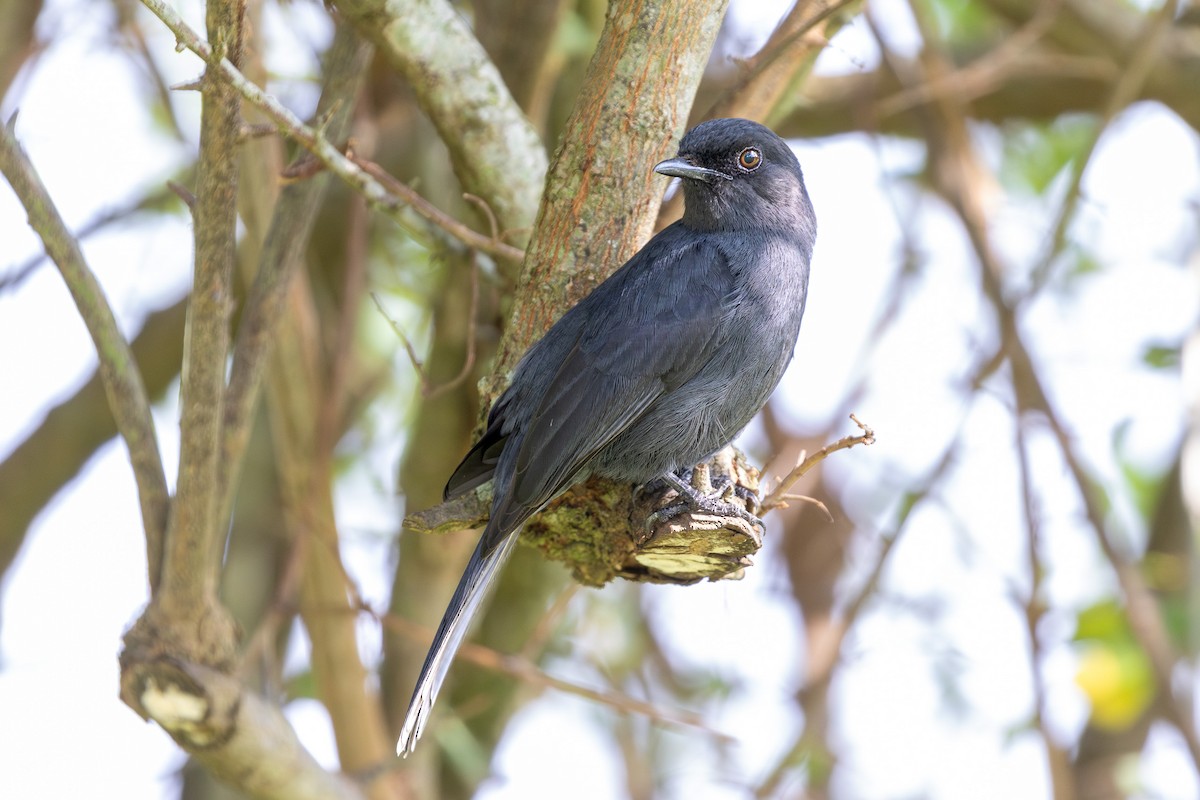 Northern Black-Flycatcher - ML633062888