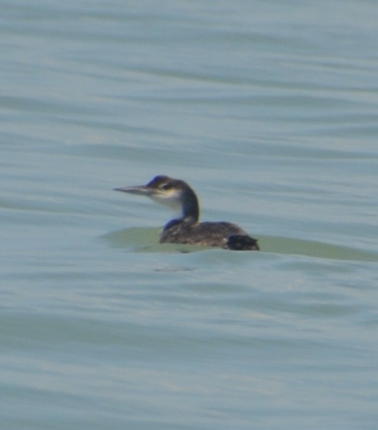 Common Loon - ML633062894