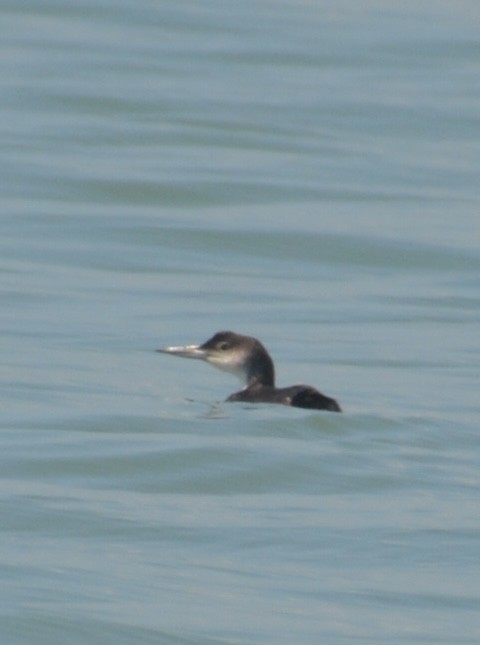 Common Loon - ML633062895