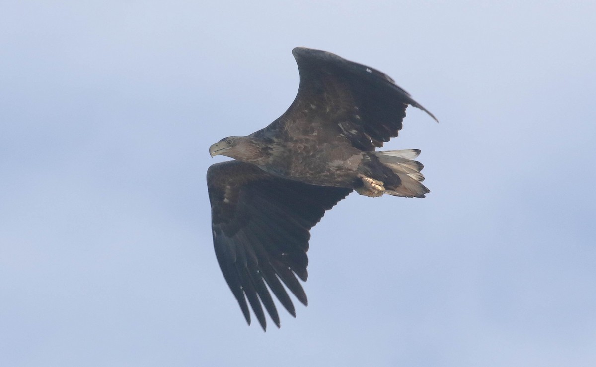 White-tailed Eagle - ML633062897