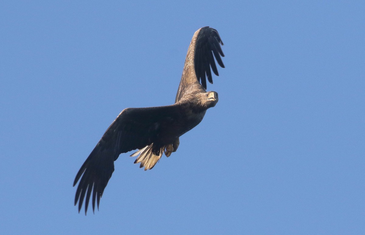 White-tailed Eagle - ML633062898