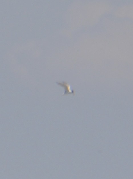 Least Tern - ML633062902