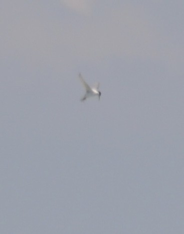 Least Tern - ML633062903