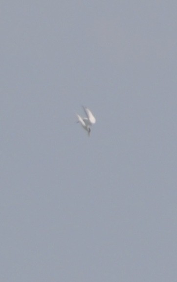 Least Tern - ML633062904