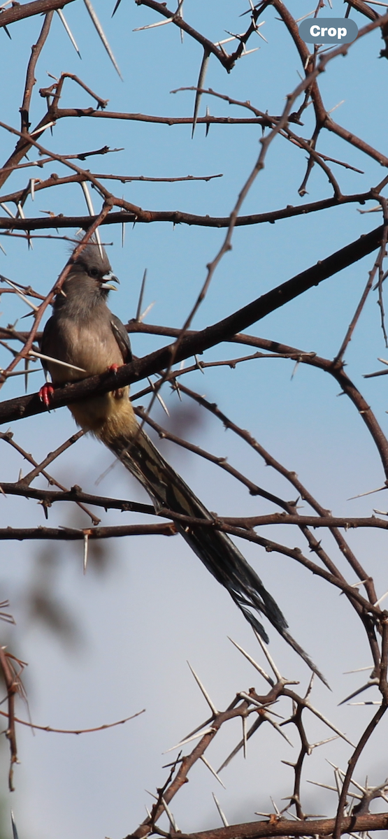 White-backed Mousebird - Greg Duncan