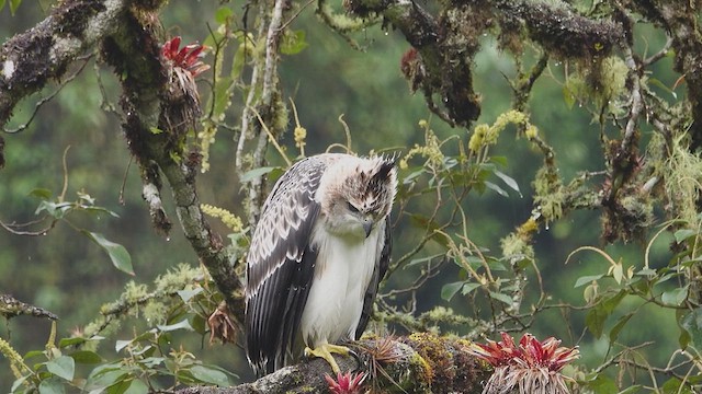 アカクロクマタカ - ML633063023