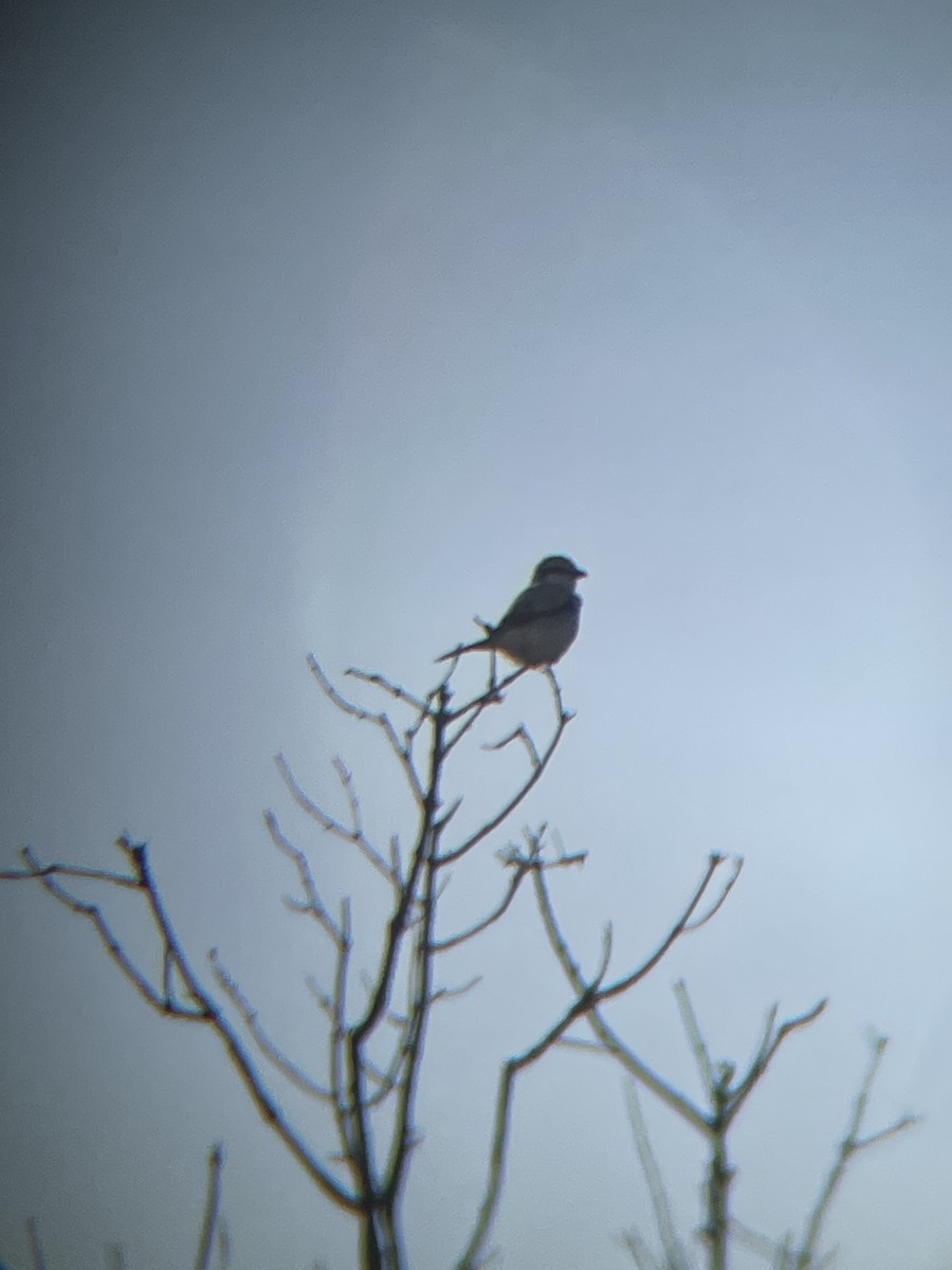 Northern Shrike - ML633063039