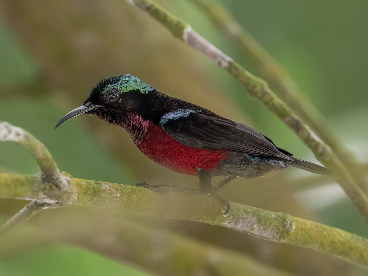 Van Hasselt's Sunbird - ML633063111