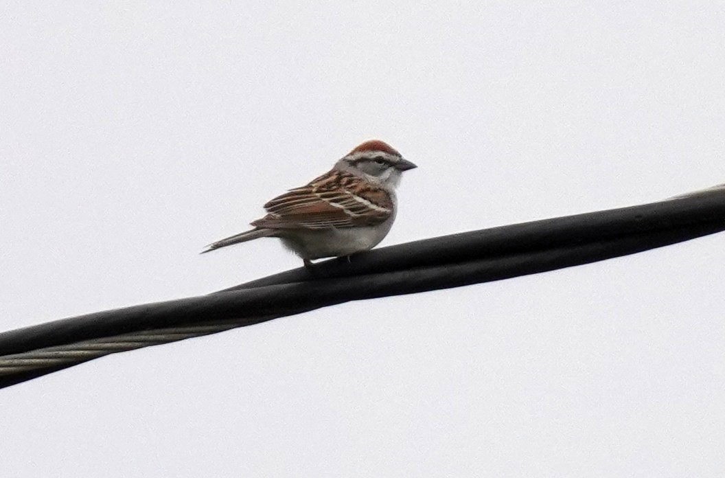 Chipping Sparrow - ML633063128