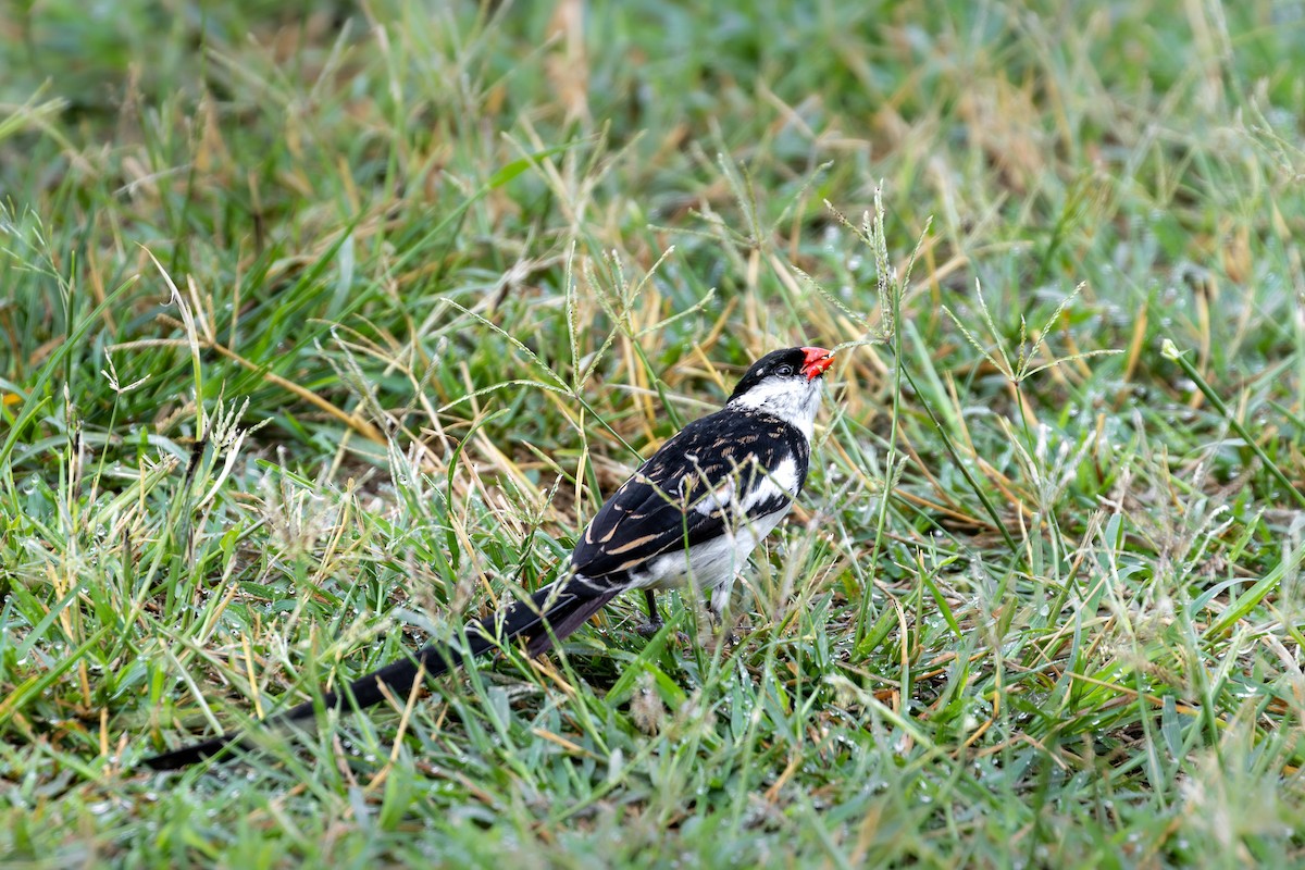 vdovka černobílá - ML633063182