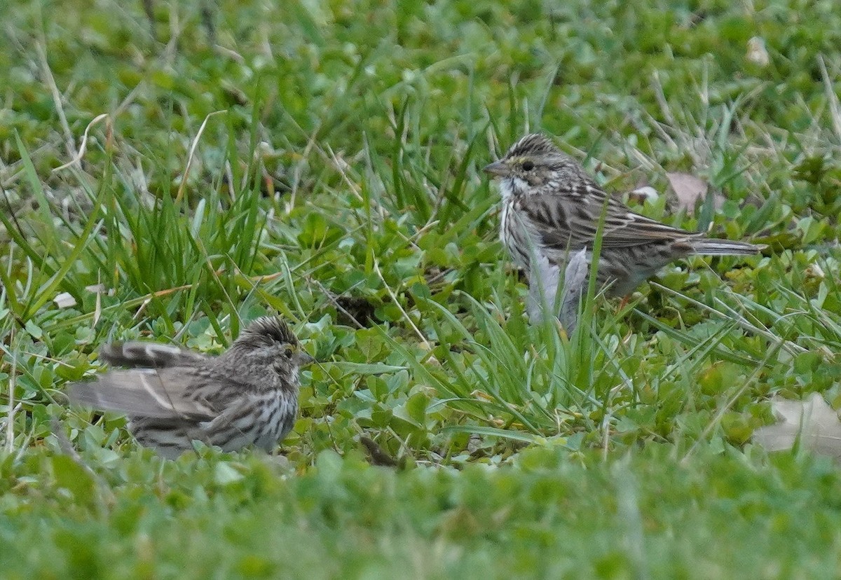 Savannah Sparrow - ML633063188
