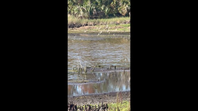 jespák drobný - ML633063195